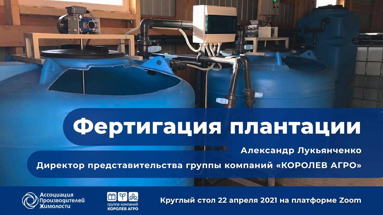 Фертигация плантации жимолости. Лукьянченко А. Как собрать 10 тонн жимолости с плантации 1 гектар?