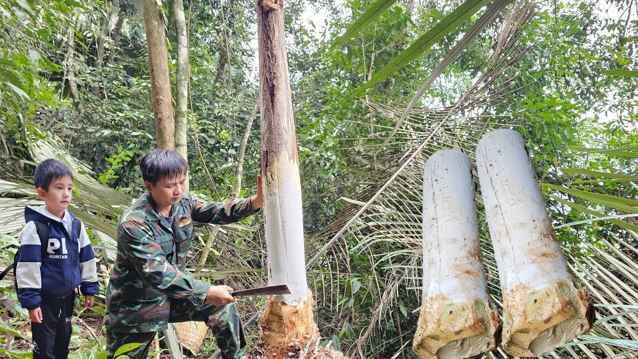 Harvesting wild coconut tuber goes to the market sell
