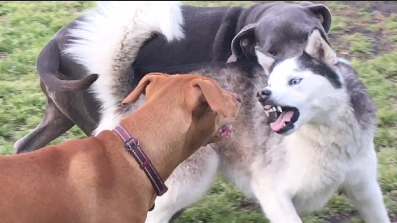 Excited Great Dane, Shiba Inu, Husky, Collie puppy  & Bandog Play at Dog Park