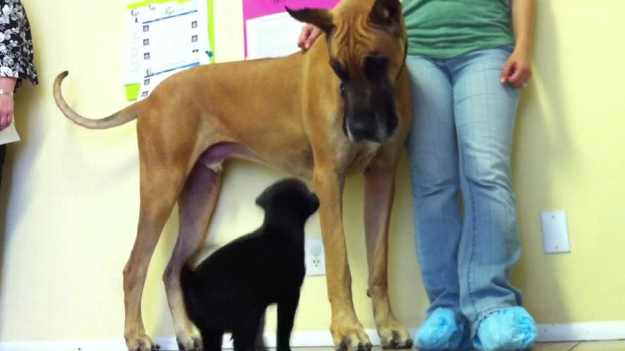Paul Owens, the Original Dog Whisperer - Raise With Praise