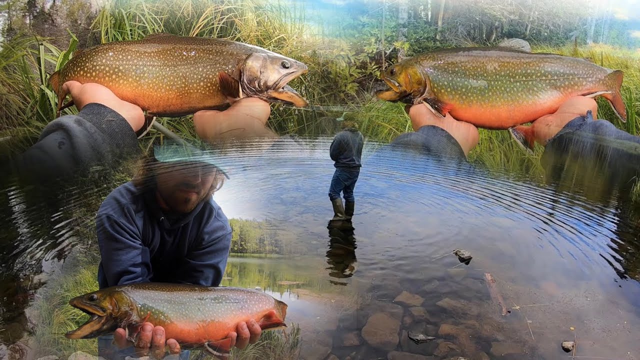 3 Hours of GIANT Brook Trout, Catch & Cooks, and Camping!!!