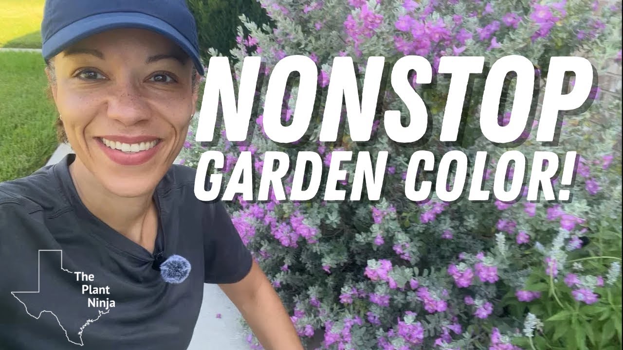 8 EVERGREEN Texas Native Plants You Can’t Kill!