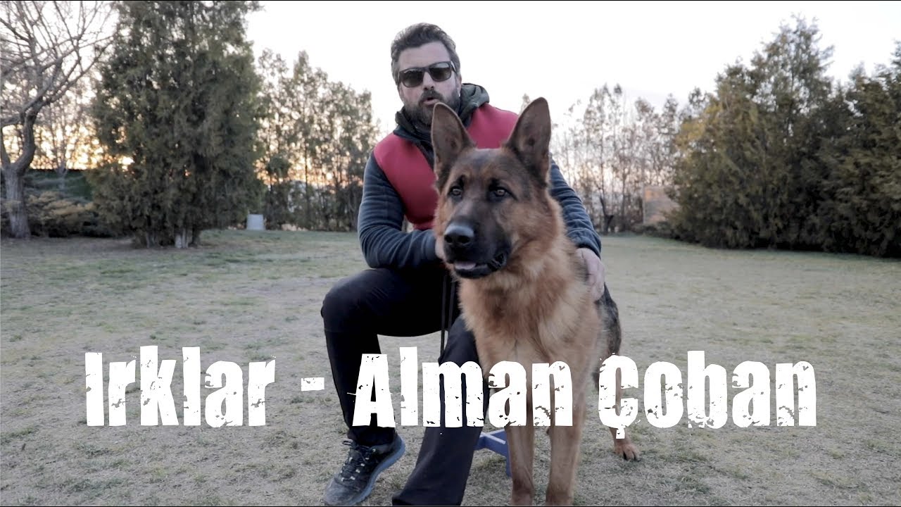K&ouml;pek Irkları - Alman &Ccedil;oban