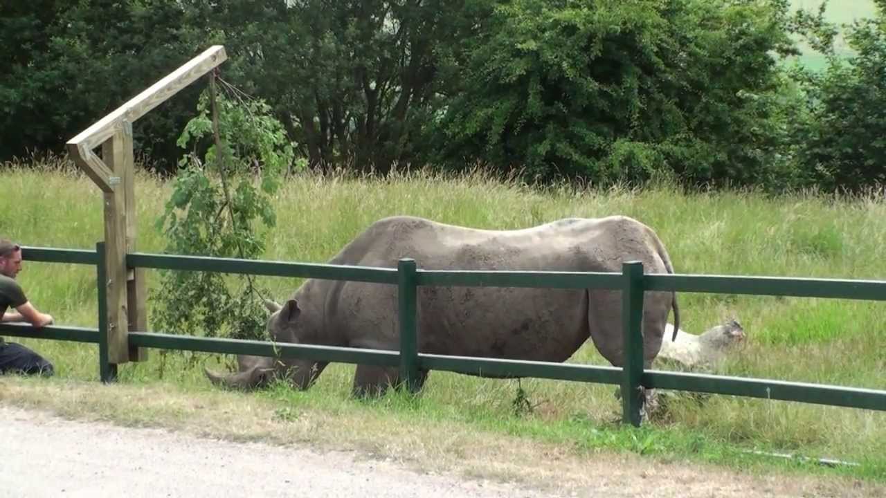 Rhino enrichment, black rhino fence feeder