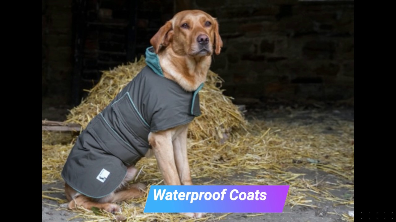 Dog & Field - Gundog Training Equipment