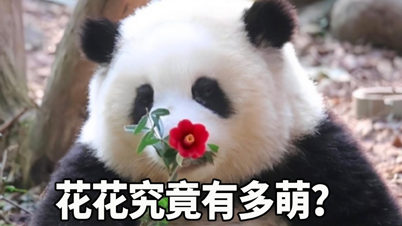 大熊猫花花究竟有多萌？一早就被爷爷惦记上了，不愧是熊猫界的团宠【大橙子数据】