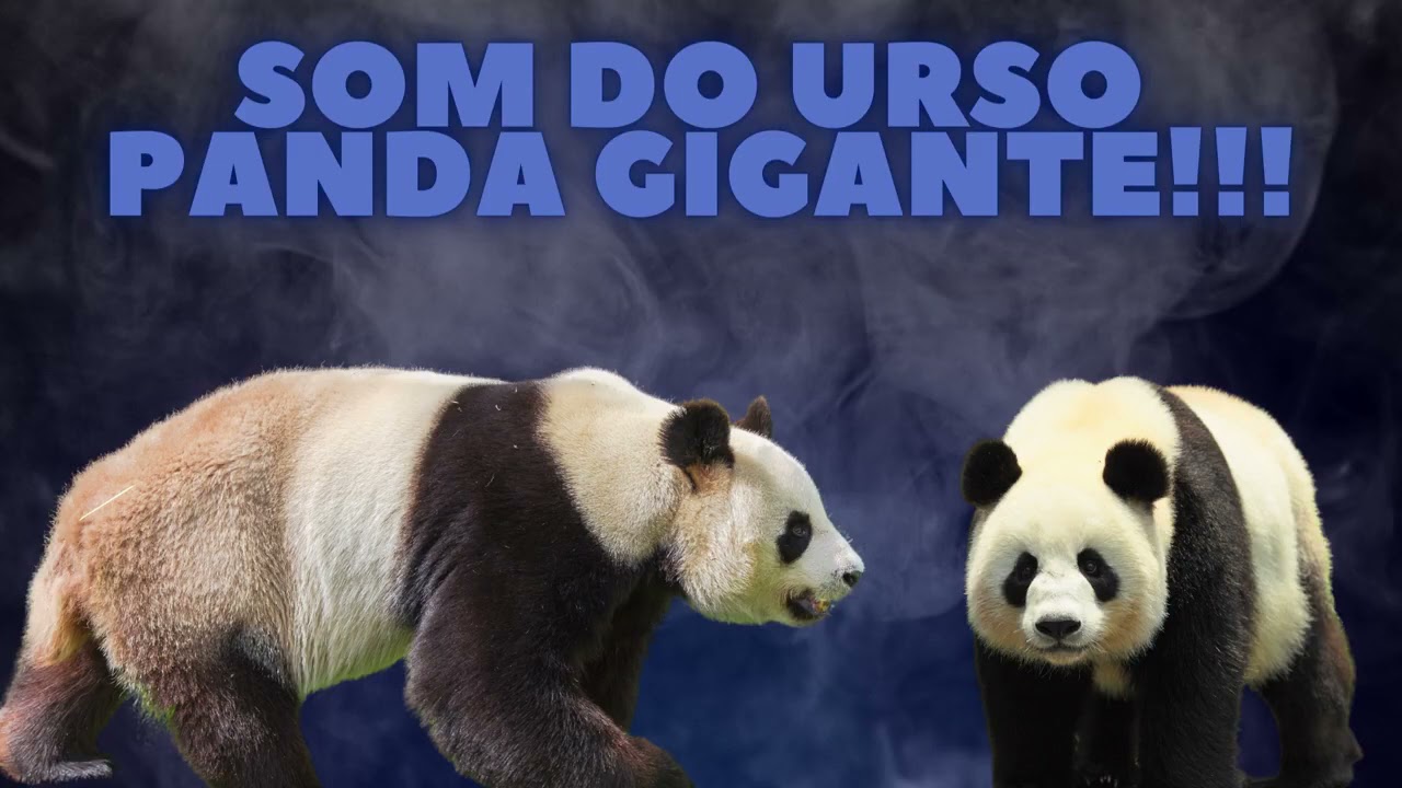 SOM DE ANIMAIS &ndash; SOM DE URSO - BARULHO DE URSO - AUDIO DE URSO