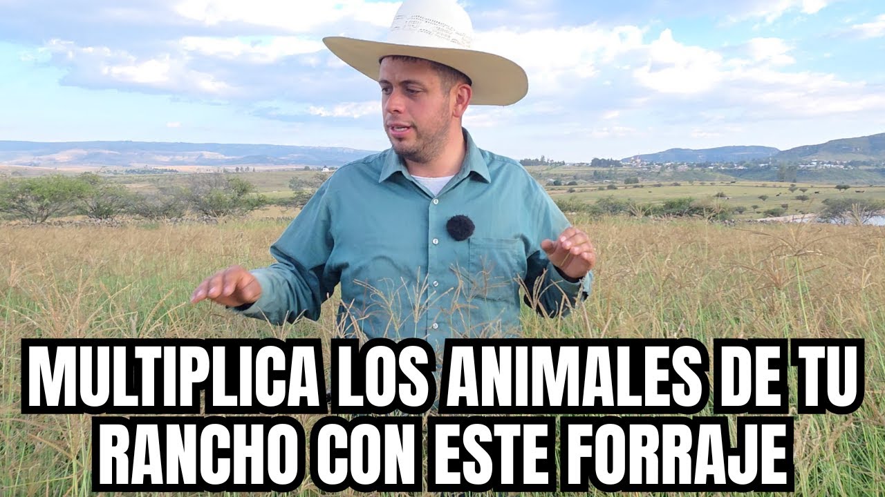 MULTIPLICA los ANIMALES de tu RANCHO con este FORRAJE | AHORRA DINERO sembrandolo | RancheandoAndo