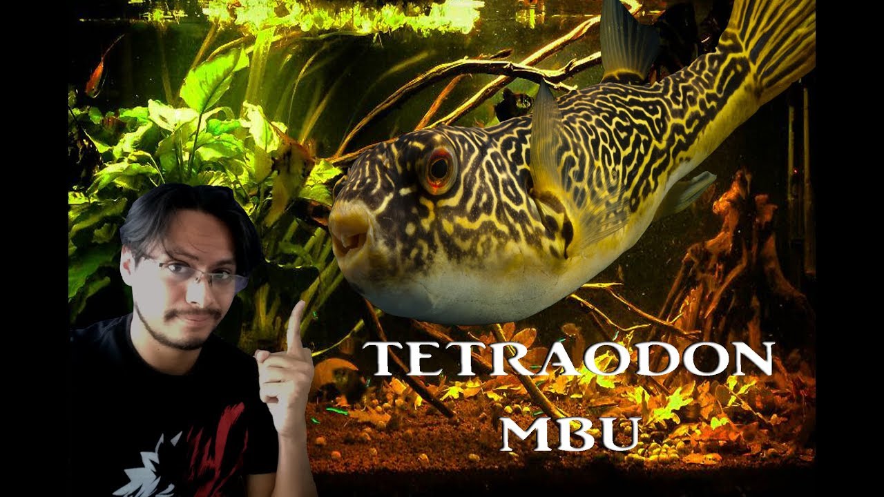 Caracteristicas y Cuidados de los peces Puffer Mbu / Tetraodon Mbu / Pez globo de agua dulce