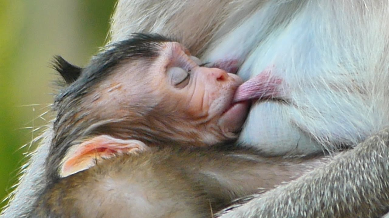 So sweet and Sweet__ Tiny cute Bessie fall drank milk mommy until sleep well.