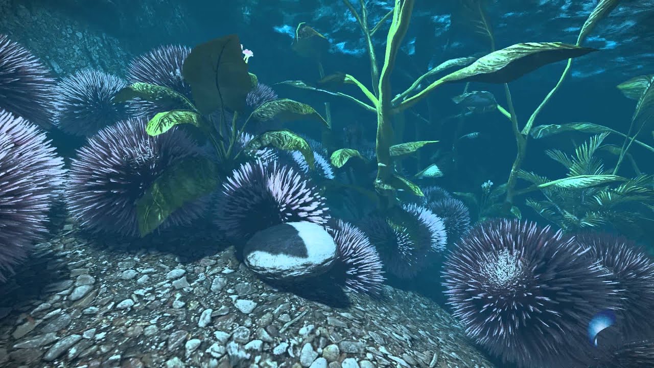 BIMING 3D Fauna marina