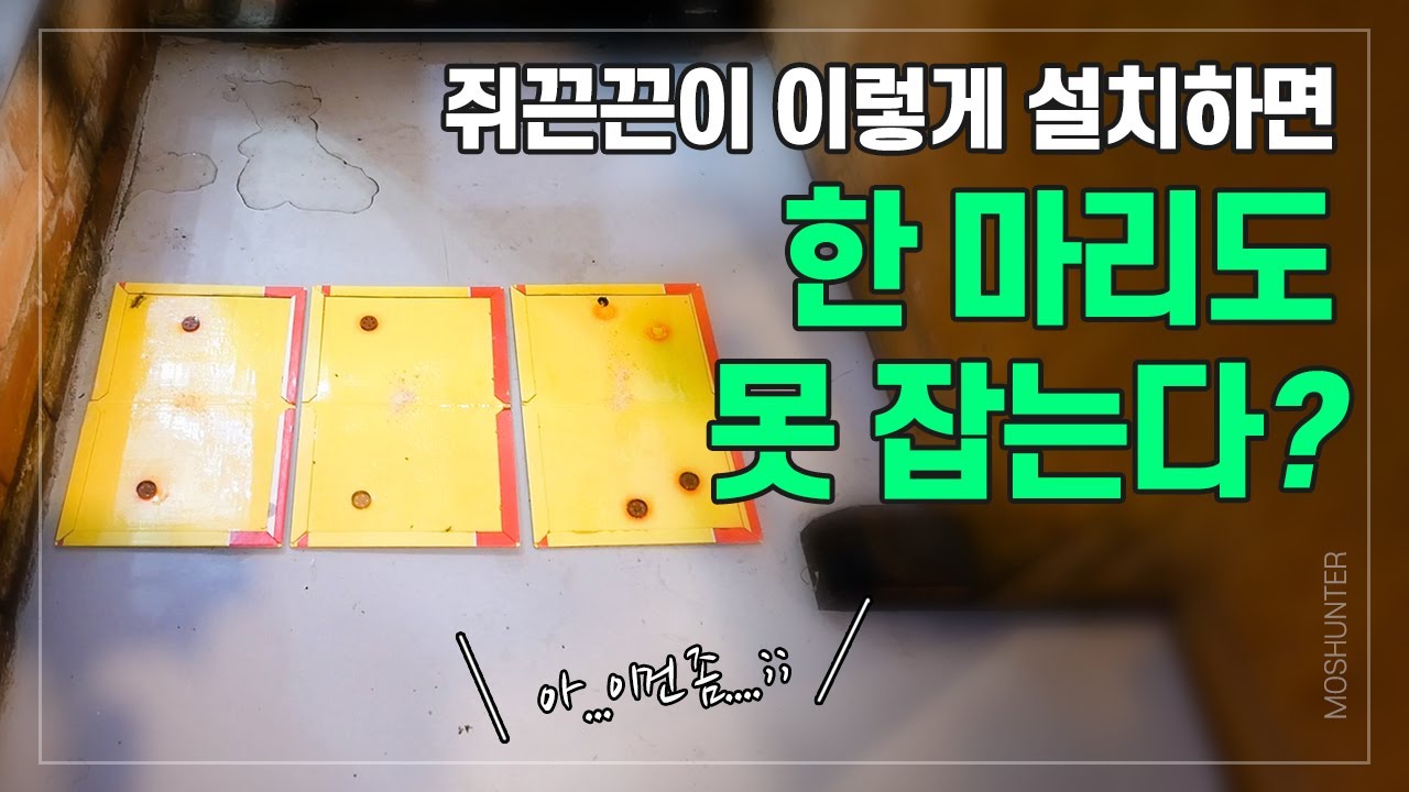 쥐퇴치 끈끈이 이렇게 쓰면 안됩니다! | 최고 전문가가 알려드리는 쥐퇴치 비법 공개!
