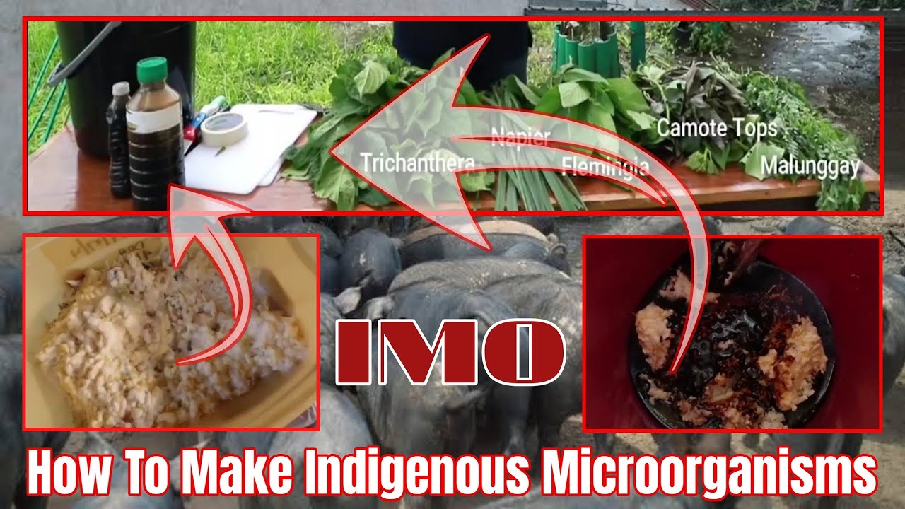 IMO For Organic Hog Feeds Formulation | Natural Hog Raising in the Philippines