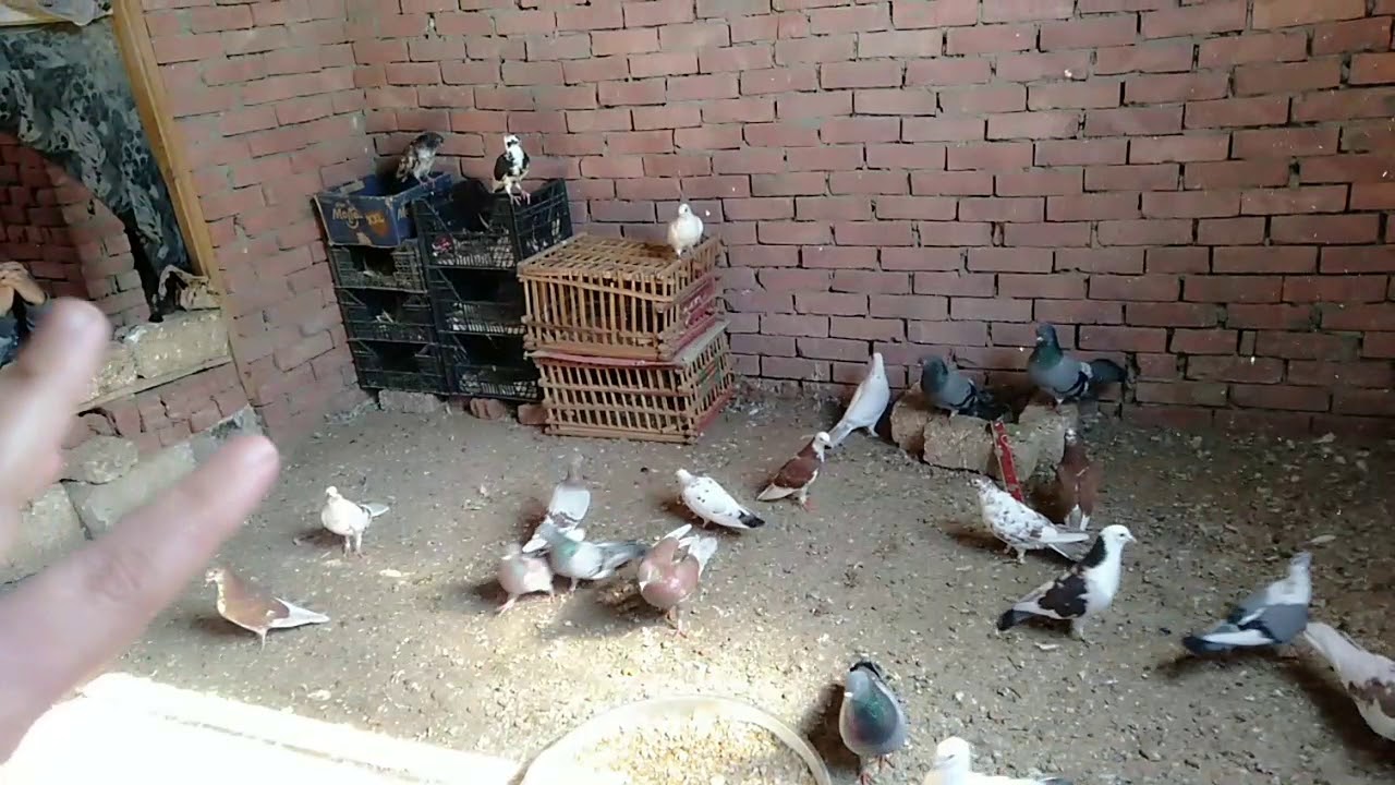 كيف تتخلص نهائيا من الفئران والحشرات وثعبابين والعرس عش الحمام