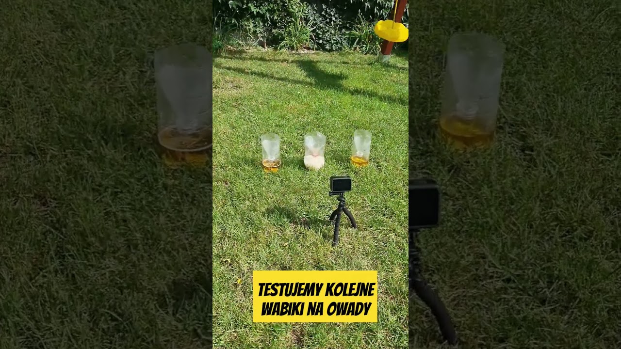 Pułapka na owady - test nr 2 #owady #pułapka #osy #muchy #flies