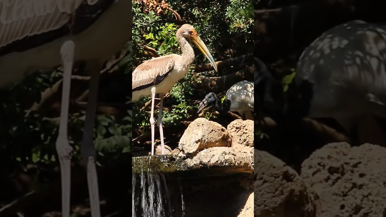 ave zancuda en selwo aventura, Estepona, M&aacute;laga.