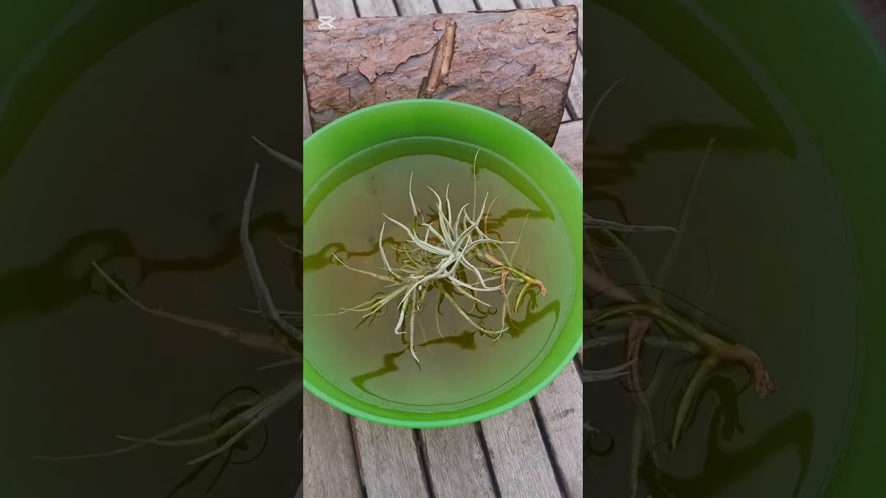 Hidratando y fertilizando a mi Tillandsia Paleacea.#tillandsia #plantas #flores #riego #tips #jardin