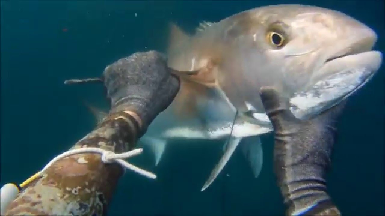 SPEARFISHING  AMBERJACK Μαγιάτικο 12KG