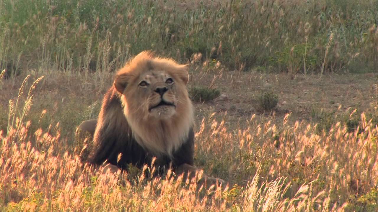Wildlife Film Academy