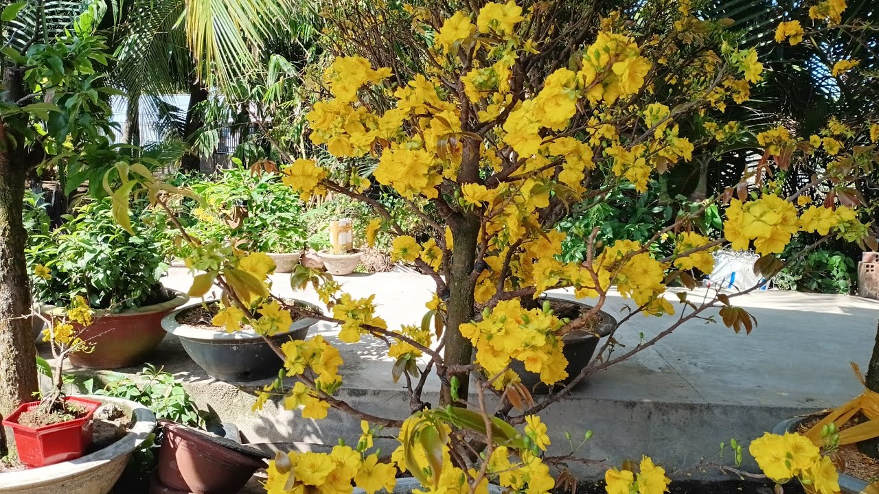 Những giống mai bông đẹp ghép phát triển mạnh 