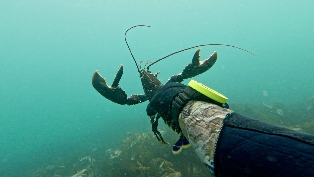 Freediving Newquay Cornwall: Foraging for Lobsters