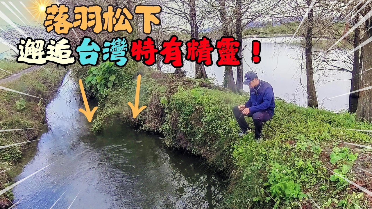 驚喜！花蓮落羽松秘境，竟藏「水底精靈」??後山水圳秘境，隱藏版生態寶藏 ！｜Maxcatch｜勇作微物釣工坊｜野菜火鍋｜飛釣｜飛蠅釣｜タナゴ釣り｜小物釣 #flyfishing #釣り #釣魚
