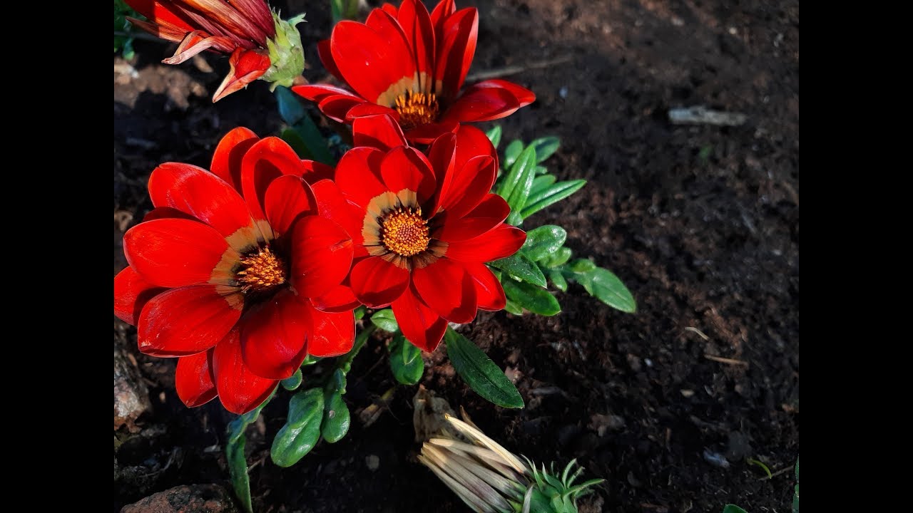 Cuidados de la Gazania / Gazanias