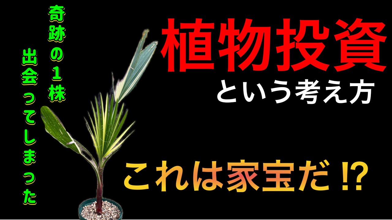 【世界に１つだけのヤシ】奇跡の1株に出会ってしまった｜植物投資という“夢のかたち”