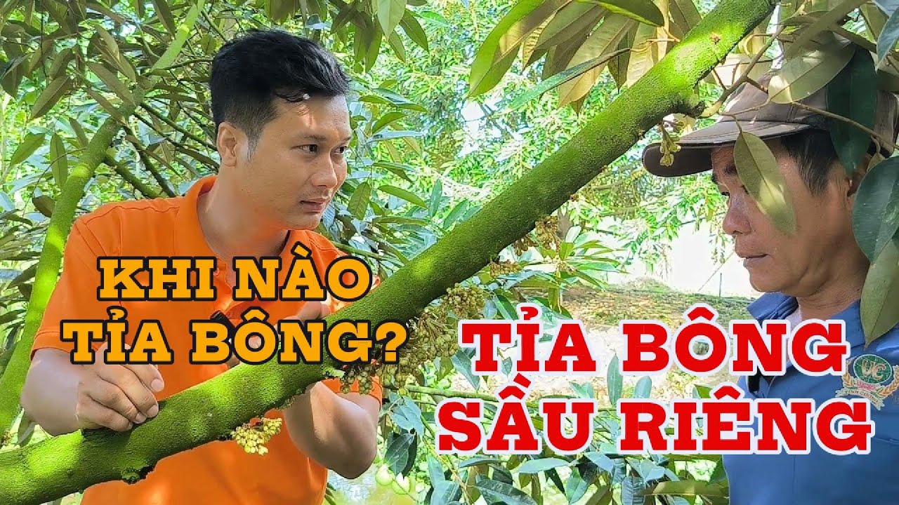 Thời điểm tỉa bông sầu riêng đúng kỹ thuật | Tỉa bông sầu riêng như thế nào mới đúng | BMFE CORP