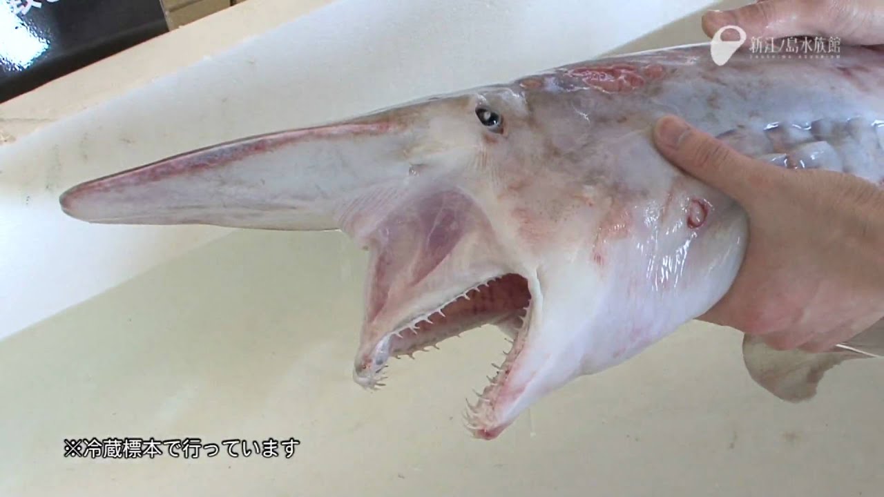 悪鬼が泳ぐ！ゴブリンシャーク映像記録  - The picture record of the goblin shark