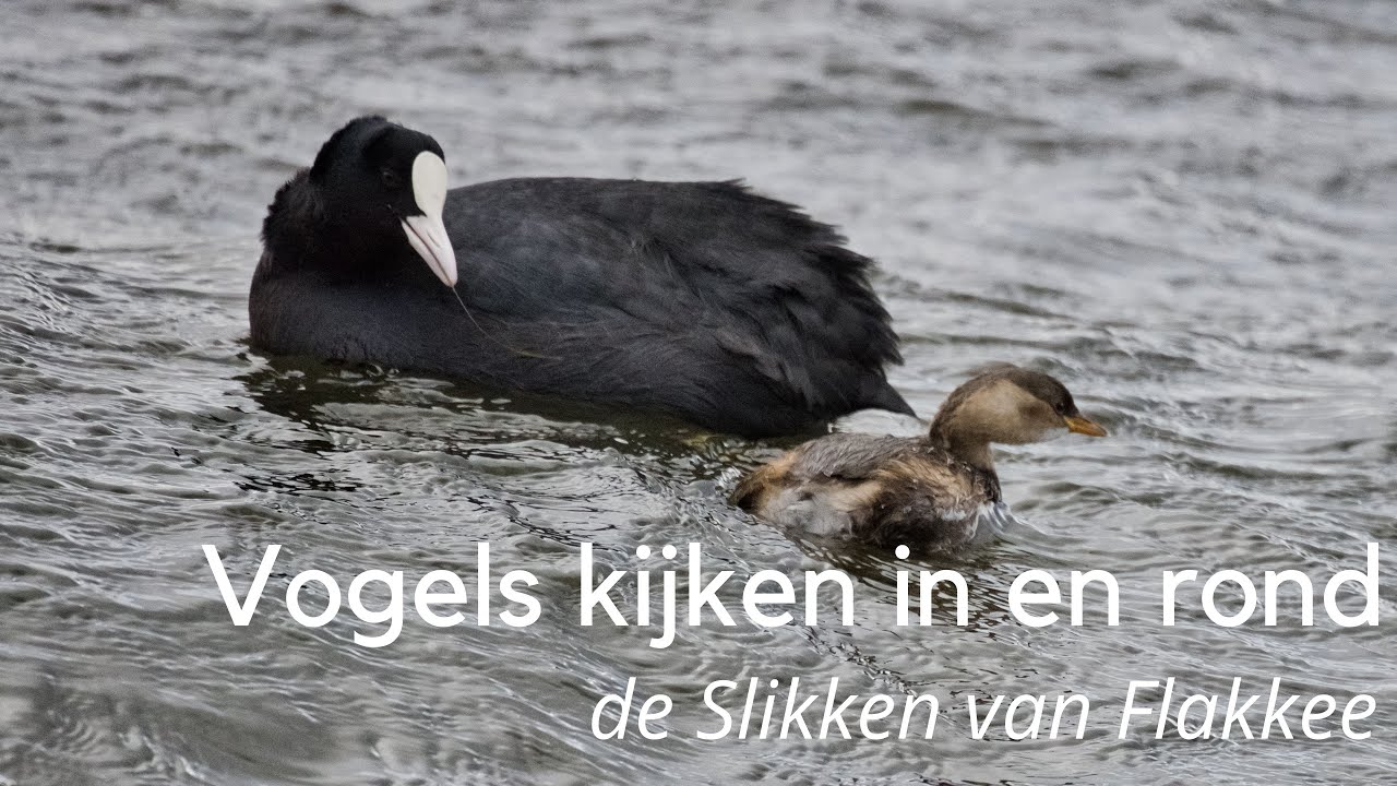 Vogels kijken in en rond de Slikken van Flakkee #1392