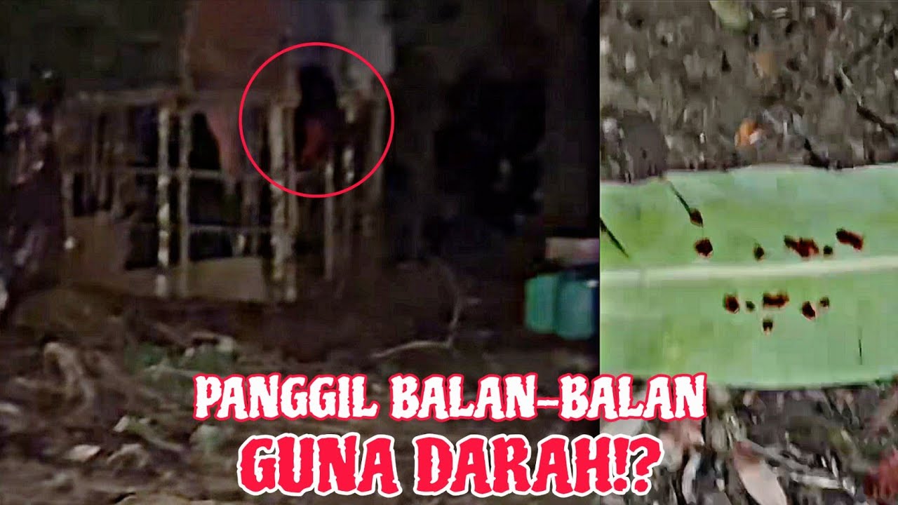 REAL.. 'KEPALA' BERTENGGEK ATAS POKOK!? TANGKAP PENGAMAL ILMU HITAM!