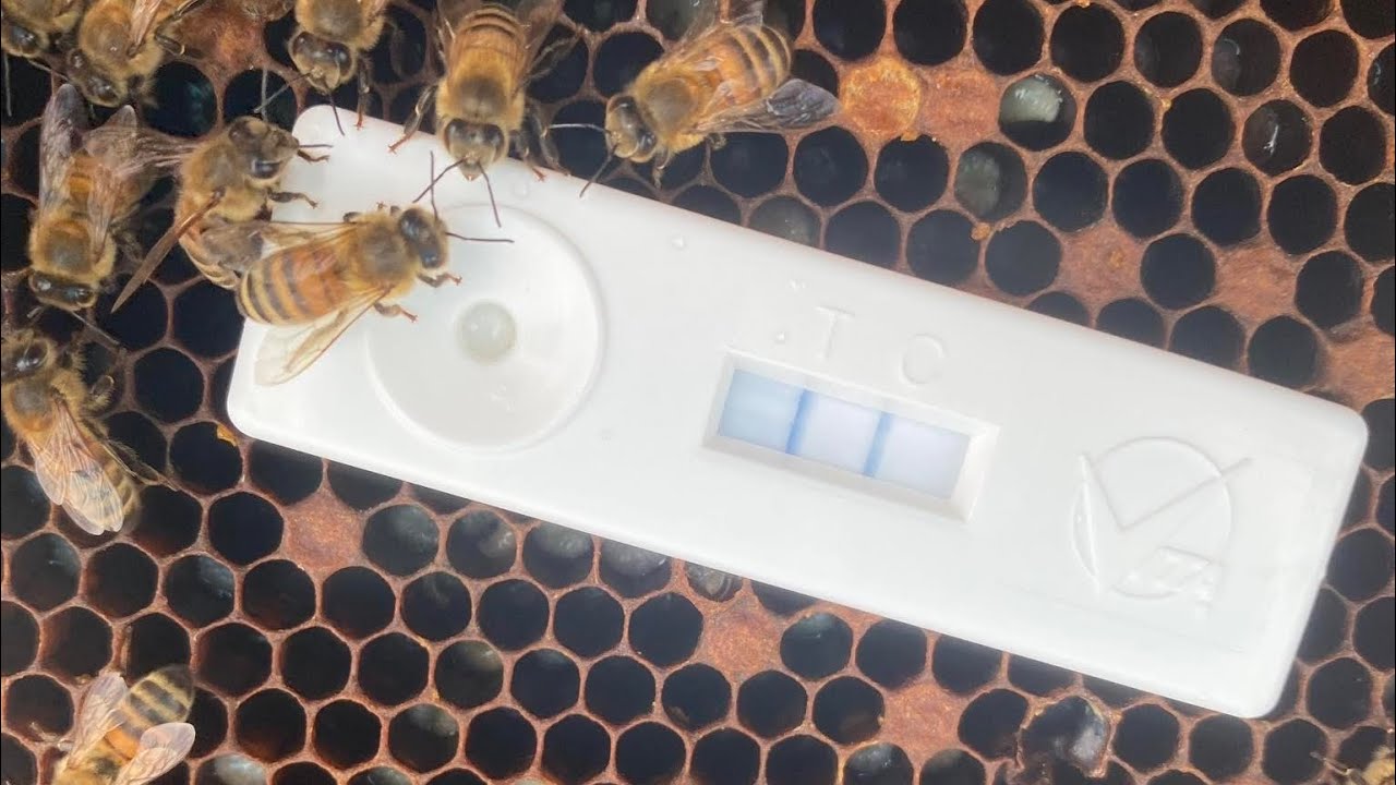 European Foulbrood, how to identify and treat