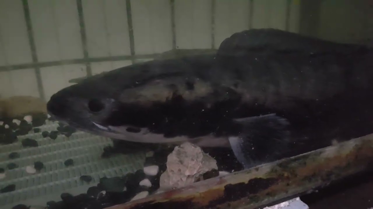20250901，魚虎紀錄，小吳郭魚好像……消失了，（原）
