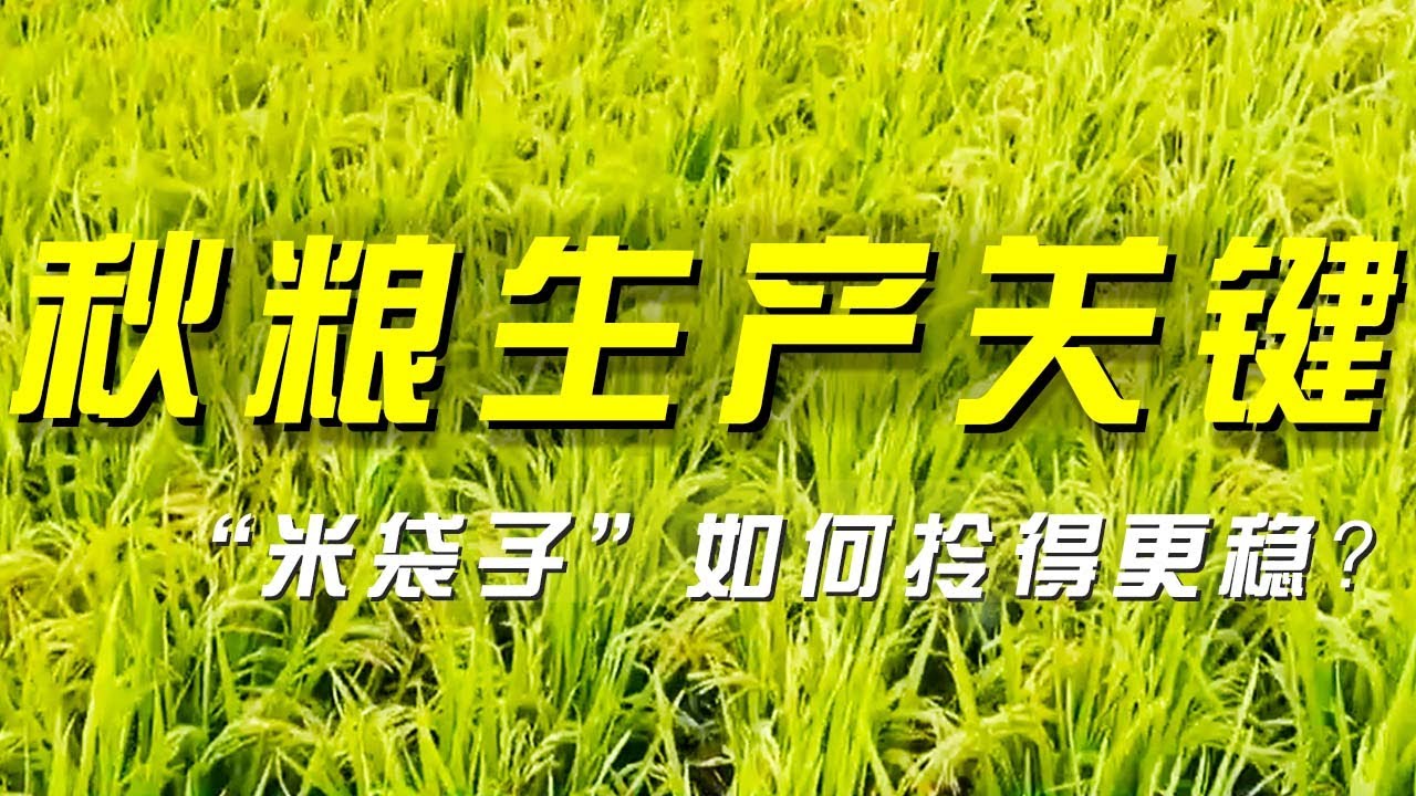 秋粮生产关键期 &ldquo;米袋子&rdquo;如何拎得更稳？《央视财经评论》 20250916  |  财经风云