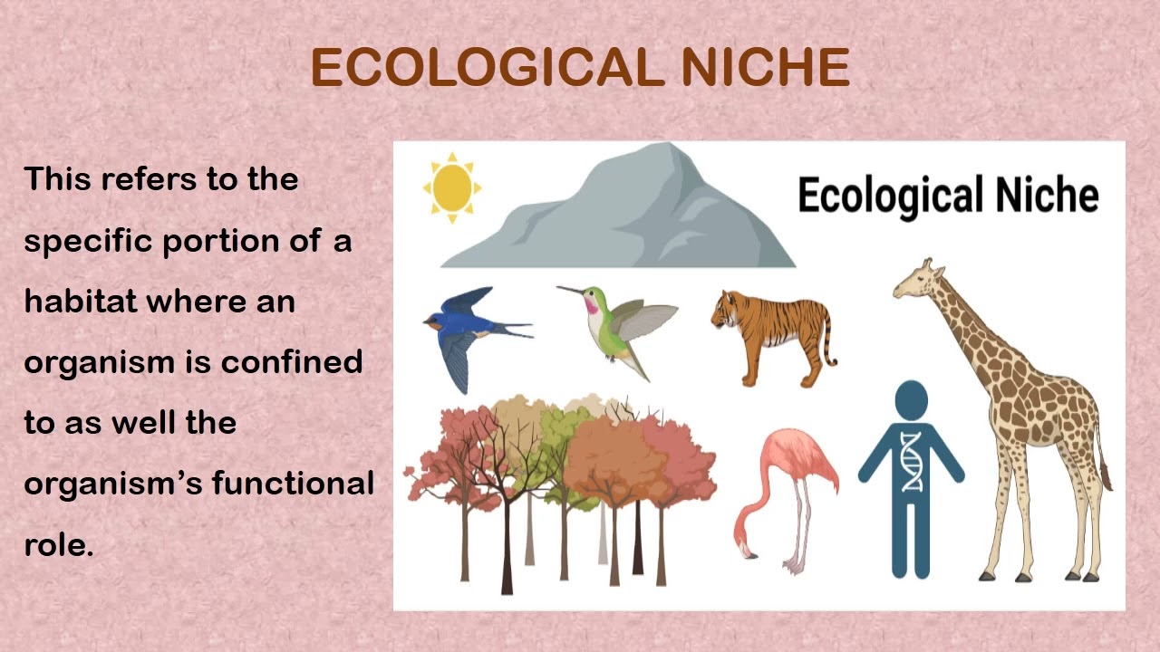 BASIC ECOLOGICAL CONCEPTS SS1