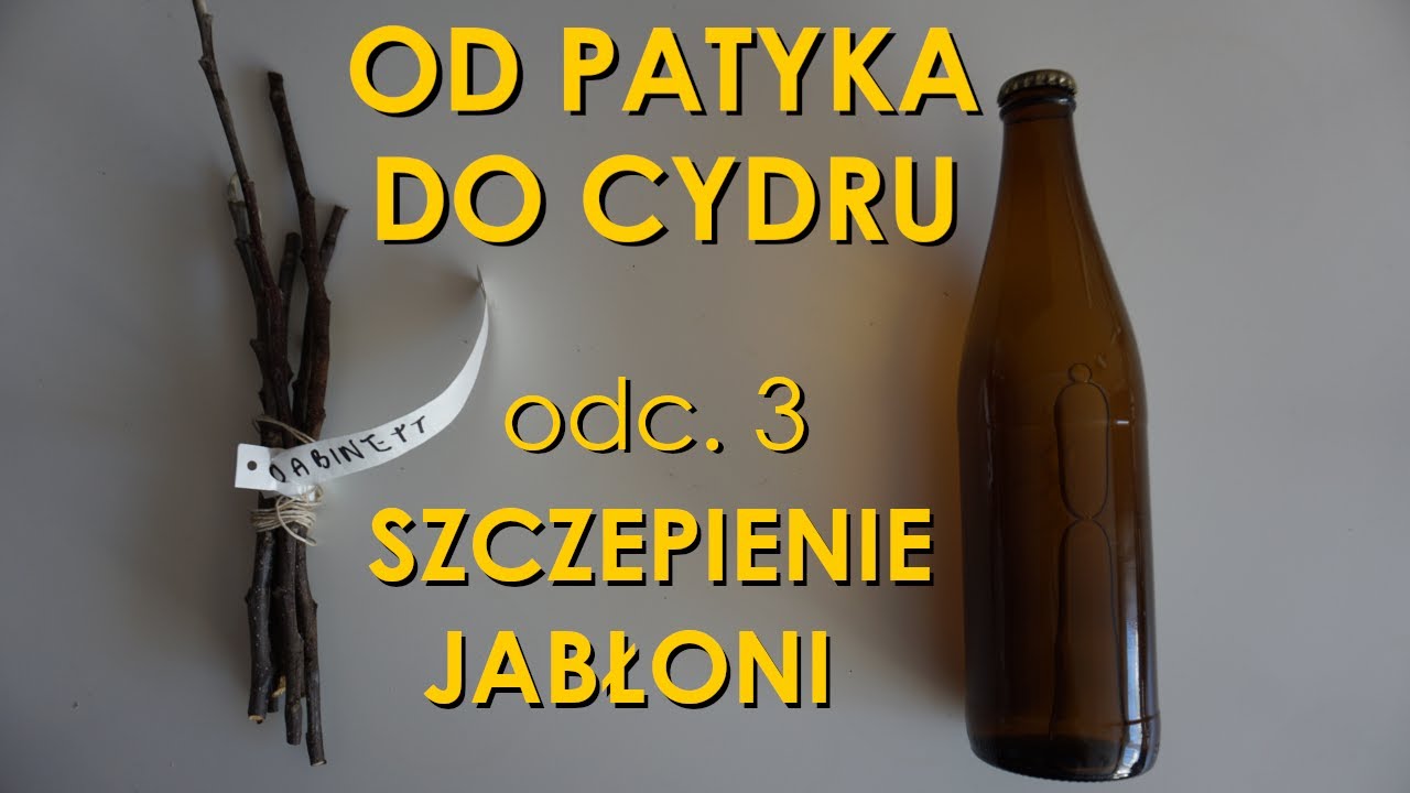 Szczepienie jabłoni przez stosowanie z nóżką - Od patyka do cydru odc. 3