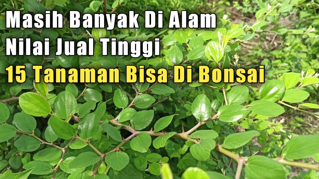 BISA DIJADIKAN BONSAI 15 Tanaman Banyak Di Sekitar Kita Dan Bernilai Tinggi Jika Dibuat Bonsai