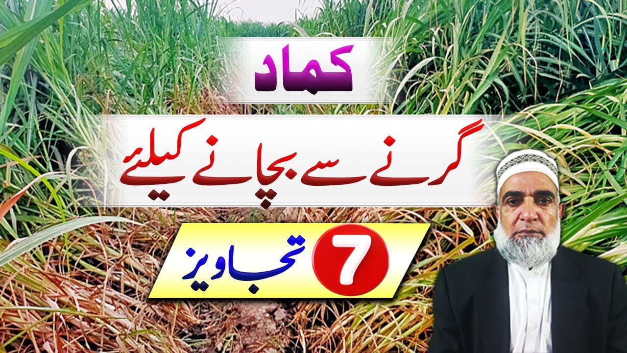 How to protect Sugarcane Crop from Lodging || Crop Reformer