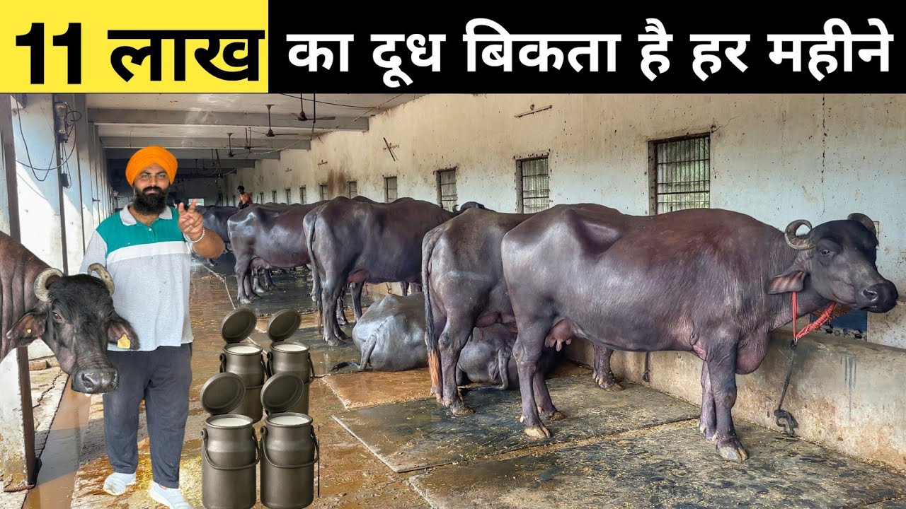 33 लीटर दूध वाली 51 lakh की भैंस | Buffalo Farming | Murrah Buffalo