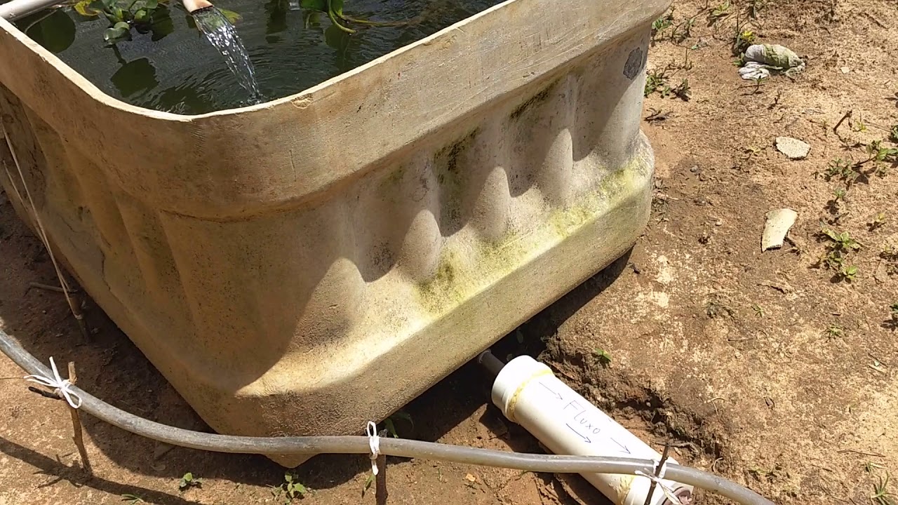 Como montar um sistema de criação de peixes na caixa d'água, gastando muito pouco.