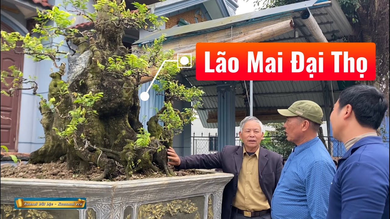 Khế Cổ Dáng Lão Mai Và Duối Cổ Chứng Nhân Thời Gian An Nhiên Đại Thọ Tại Vườn Anh Hội Lý Nhân. 