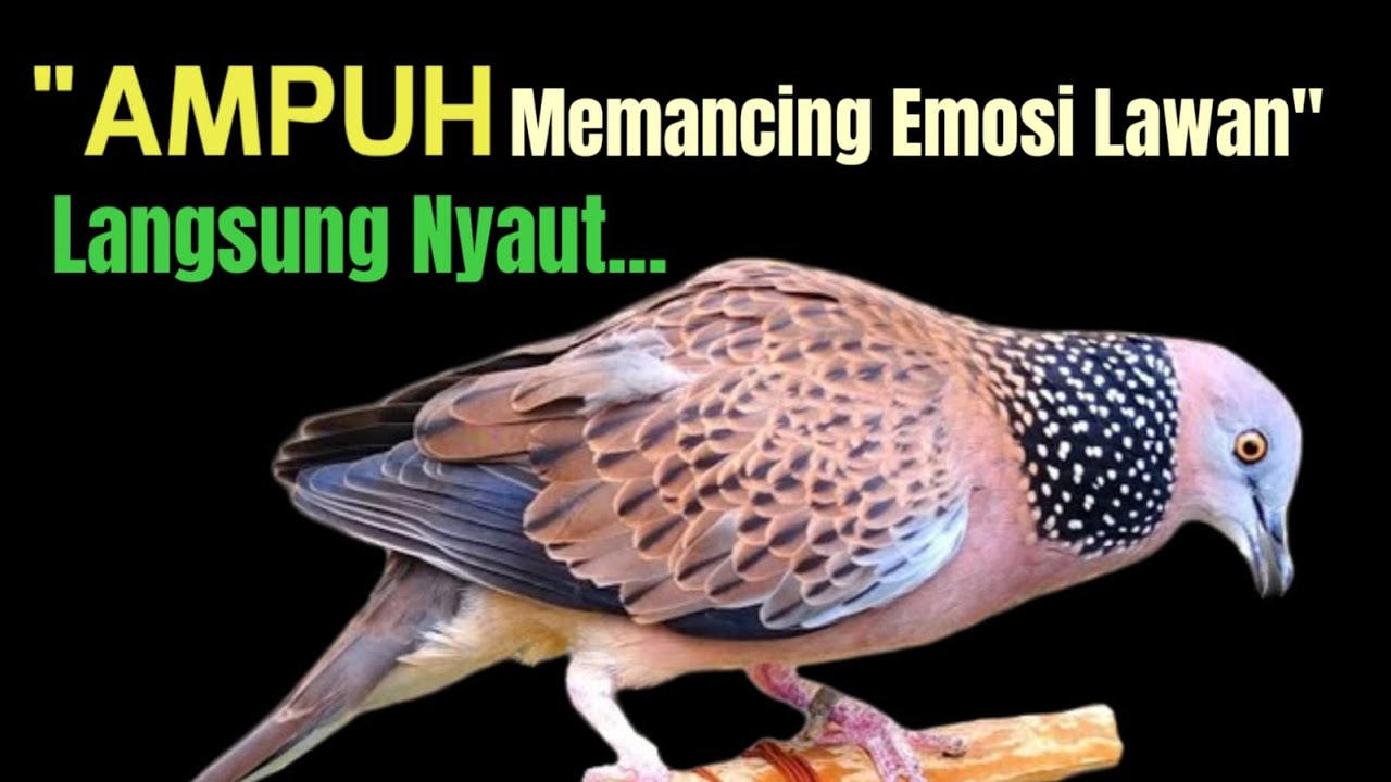 Suara Burung Tekukur KUK 1 Gacor Paling Ampuh Untuk Pancingan Yang Malas Bunyi