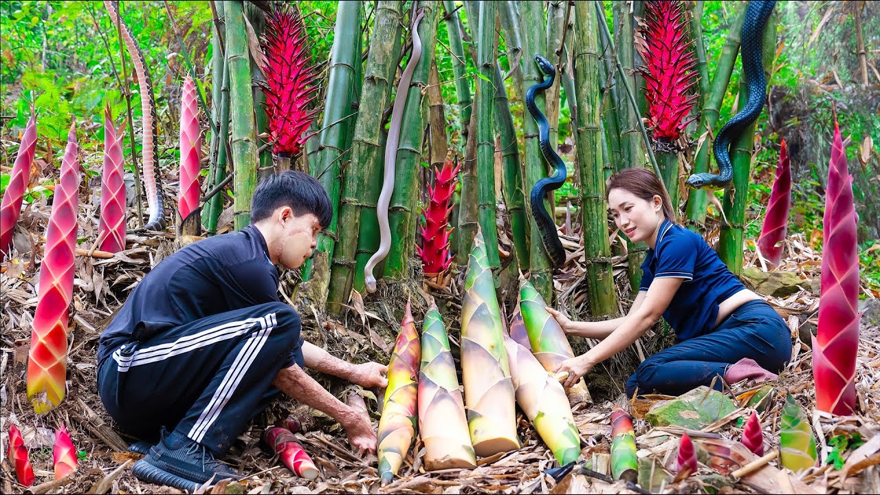 Harvesting Giant Bamboo Shoots On High Mountains Deep In The Forest Goes to the market sell