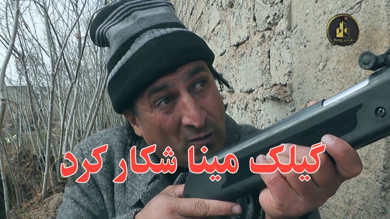 گیلک مینا شکار کرد !