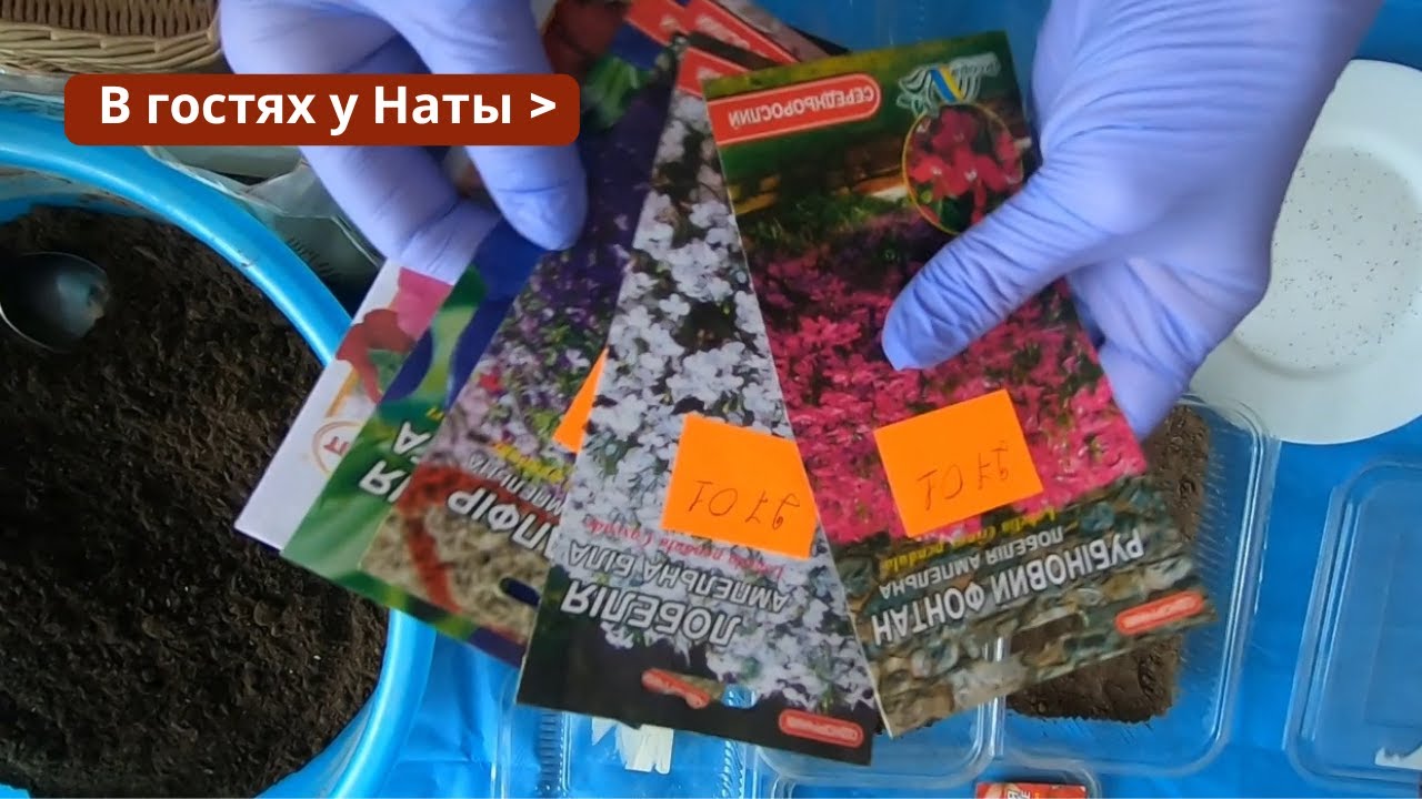 Мой способ посева 🌸 петуньи и лобелии 🌸