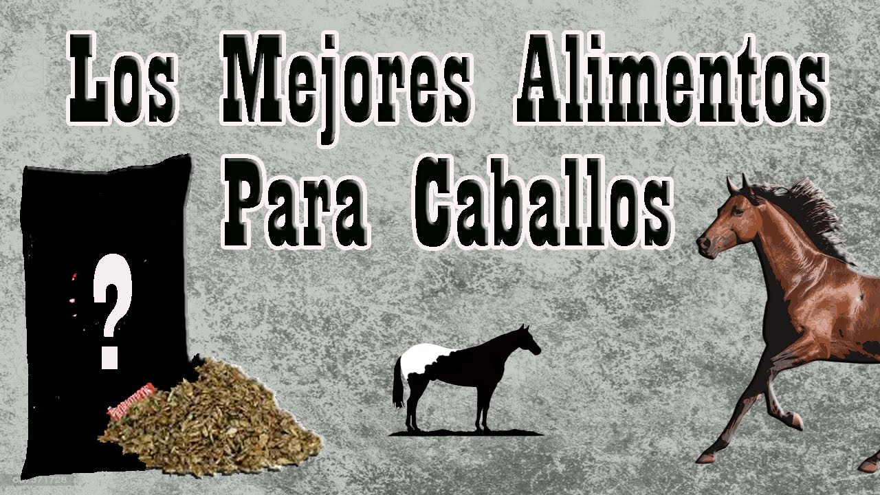 7 Alimentos Que Si Le Puedes Dar A Tus Caballos🐴-Del Cerro Soy