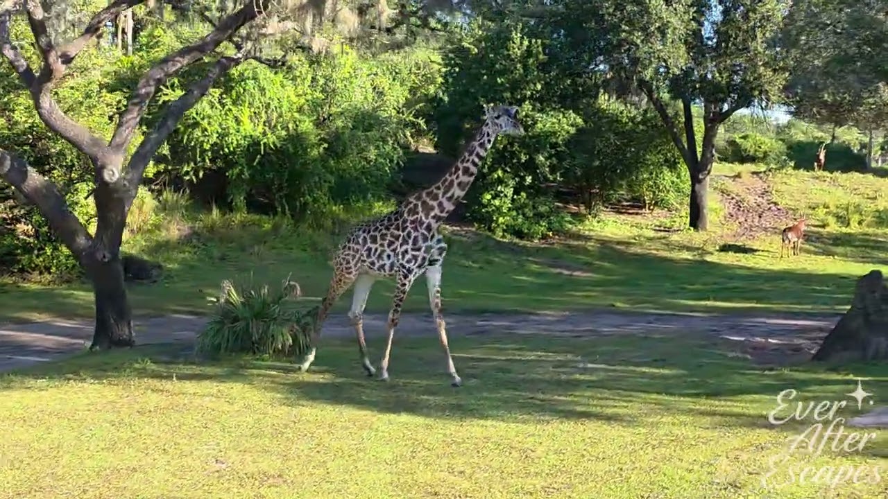 Disney's Animal Kingdom Kilimanjaro Safari Ride POV | Peaceful 20‑Minute Ride Through Africa