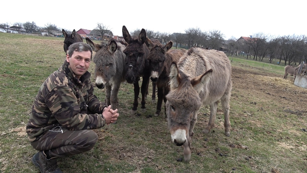 Ferma de magarusi a fratilor Lupse de la Somcuta Mare, Maramures - 2026 Nou!!!