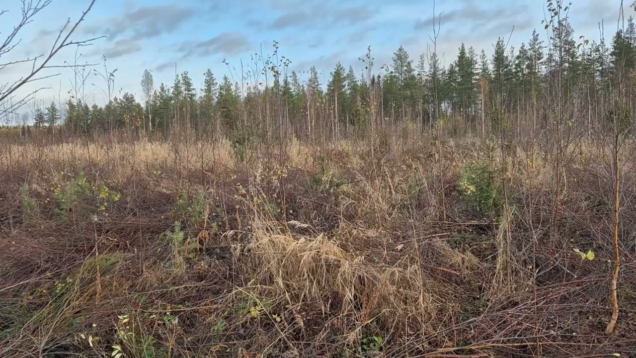 Metsolan Metsäkoulu 351 - Miten kunnostaisit tämän taimikon?